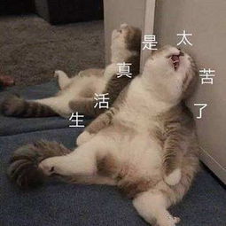 猫在洗衣机里被洗五分钟的惊险经历