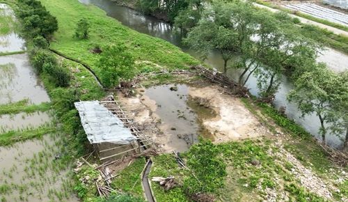 安徽网红树被农户砍掉？当地回应