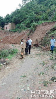 安徽网红树被农户砍掉？当地回应，将依法追责！