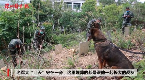 网传中印边境对峙第一现场咋回事