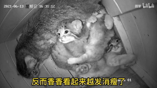 兔狲网红狲尚香的离世，一段难忘的旅程