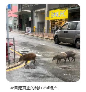 惊心动魄！上海一公寓楼下野猪追赶行人，居民生活安全堪忧