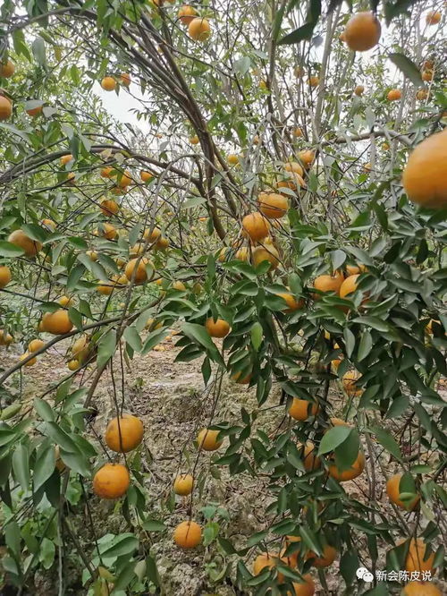 《苦尽柑来遇见你》豆瓣涨至9.5分