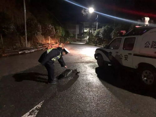 女子送女儿上学被撞 肇事司机逃逸