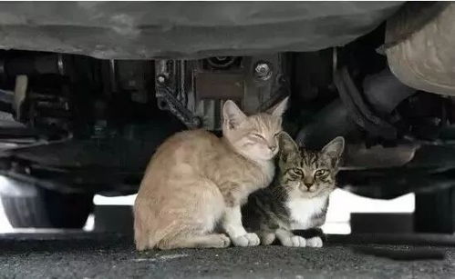 成都一猪肉加工点圈养大量流浪猫，人道关怀与食品安全双重关注