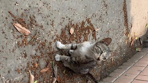 成都一猪肉加工点查获上百只流浪猫，爱心与监管的碰撞