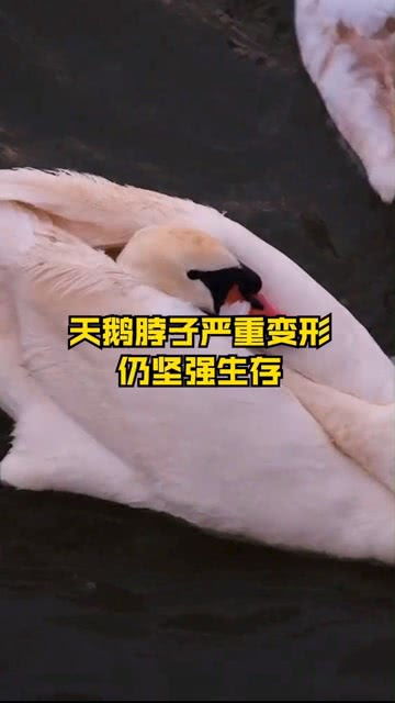 坚韧的生命，烤熟的鹅坚强已能进食