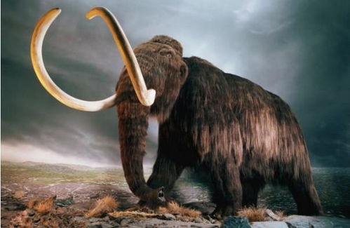 美企宣称复活约1.25万年前灭绝恐狼