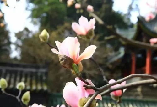 全国唯一的400多岁古旱莲开花，历史、文化与自然之奇迹