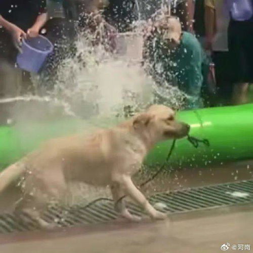 泰国泼水节连狗都不放过