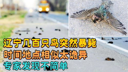 路边偶遇诡异姿势的鸟，安全为先，远离为妙