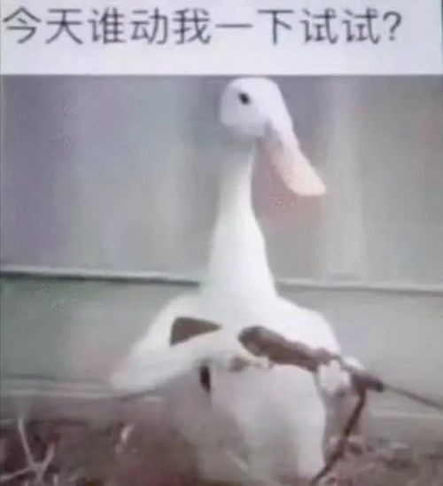 荣昌卤鹅哥回应走红