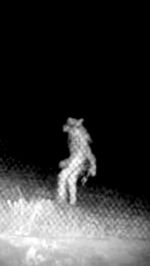 上海发现神秘生物引热议，官方回应揭开真相