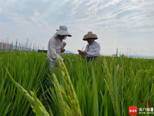 研究员私自向外方提供61份水稻种子，引发科研伦理争议