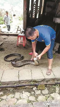 村民家中废弃猪场现6条蟒蛇