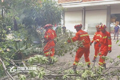超1500年银杏树被风吹倒后成功扶正的奇迹