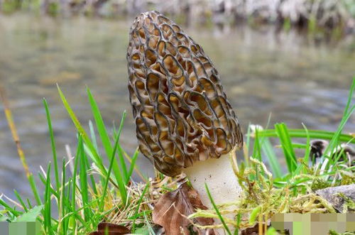 种植户投资30万种羊肚菌颗粒无收
