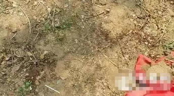 悲剧背后，杀害女高中生的凶手心理探秘——我想分尸