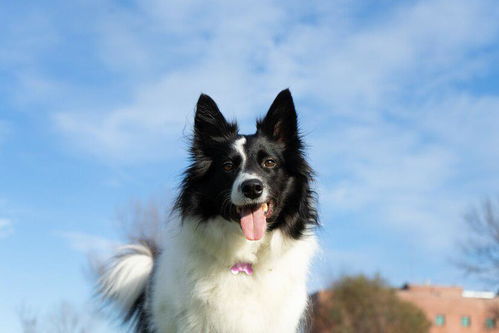 边牧爆冲咬白狗 男主人用身体护犬