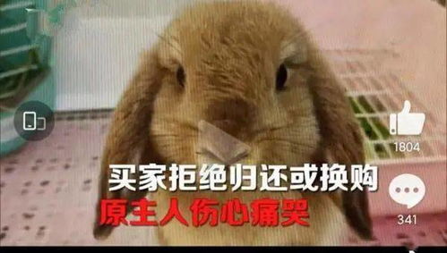小区管理决策引争议，关于对流浪猫投药事件的分析