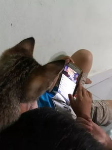 四年情深终成伤，一只猫咬伤主人需输液一周的背后故事