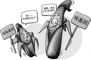 中方特别辟谣谈判假消息，背后的深意与影响