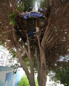 福建公园80万天价树有多棵死亡，背后原因引人深思